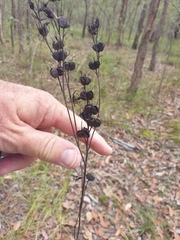 Haemodorum austroqueenslandicum