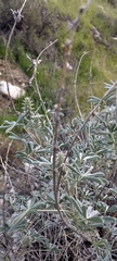 Lupinus albifrons