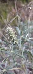 Lupinus albifrons