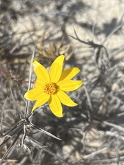 Bidens cabopulmensis