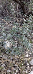 Lupinus albifrons