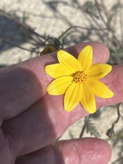 Bidens cabopulmensis