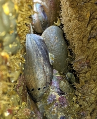 Haliotis cracherodii