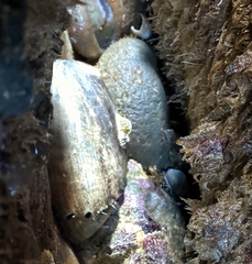 Haliotis cracherodii