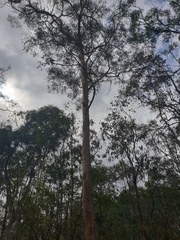 Eucalyptus seeana