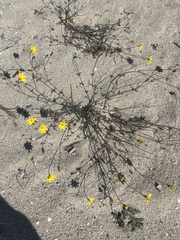 Bidens cabopulmensis