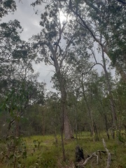 Eucalyptus seeana