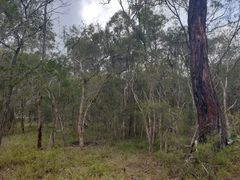 Melaleuca nodosa
