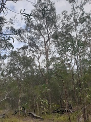 Melaleuca nodosa