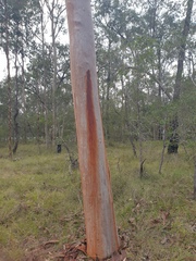 Angophora leiocarpa