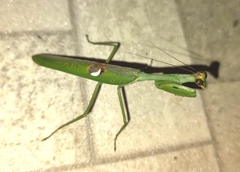 Stagmatoptera hyaloptera