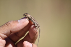 Sceloporus