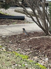 Turdus migratorius