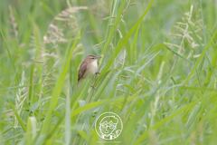 Acrocephalus bistrigiceps