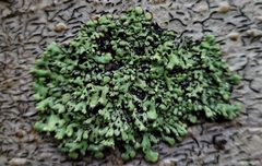 Menegazzia