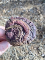 Ganoderma curtisii