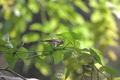 Phylloscopus inornatus