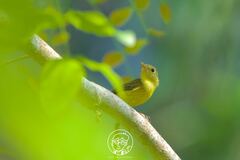 Phylloscopus soror