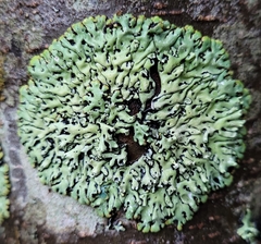 Menegazzia