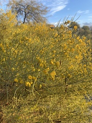 Parkinsonia microphylla
