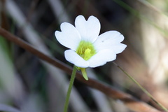 Pinguicula primuliflora
