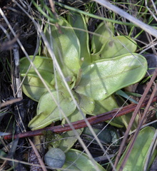 Pinguicula primuliflora