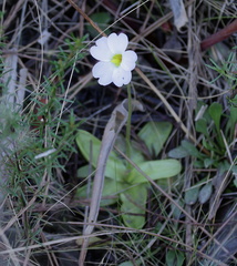 Pinguicula primuliflora