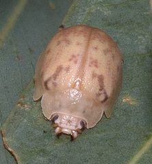 Paropsis charybdis