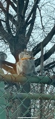 Sciurus carolinensis