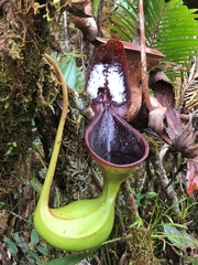 Nepenthes lowii