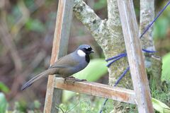 Pterorhinus chinensis