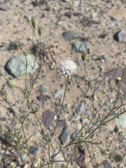 Chaenactis stevioides