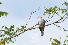 Ducula badia