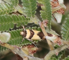 Macrobathra chrysotoxa