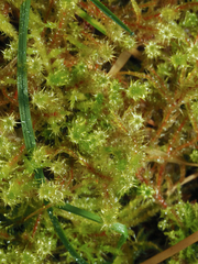 Rhytidiadelphus squarrosus