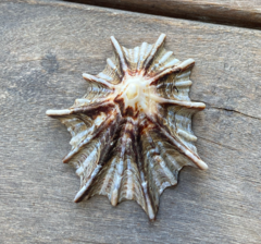 Scutellastra longicosta