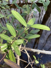 Ilex myrtifolia