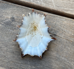 Scutellastra longicosta