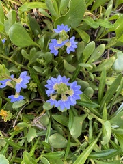 Scaevola calendulacea