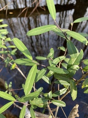 Ilex myrtifolia