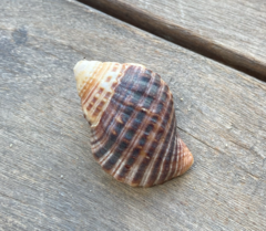 Tonnoidea