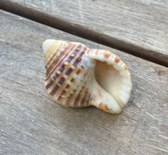 Tonnoidea