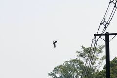 Ictinaetus malaiensis