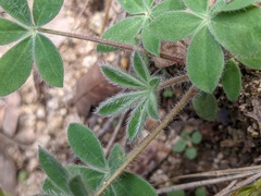 Lupinus huachucanus