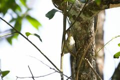 Phylloscopus claudiae