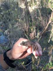 Lithobates neovolcanicus