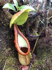 Nepenthes macrophylla