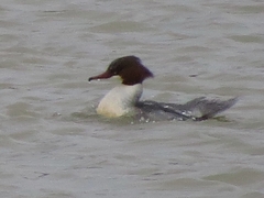 Mergus merganser merganser