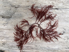 Sarcodiotheca