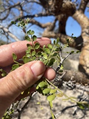 Bursera exequielii